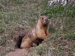 Brown marmot