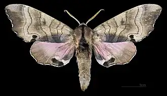 Male M. g. carstanjeni