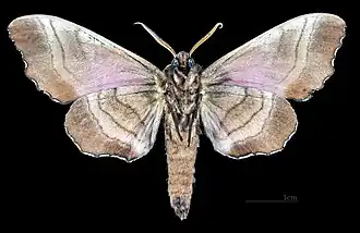 Male M. g. carstanjeni, underside