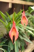 Masdevallia veitchiana flowers