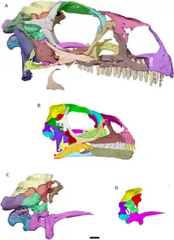 3D reconstructions of the same specimens, with individual bones coloured and with their braincases showed separately