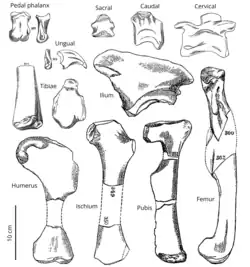 Plate showing line drawings of fossils with scale bar