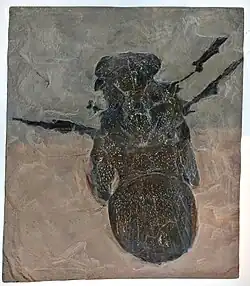 Cast of Megarachne's holotype specimen.