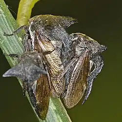 Mating pair