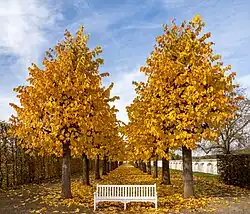 Double row of trees with yellow leaves