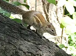 Brown squirrel