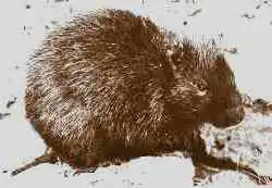 Brown hutia
