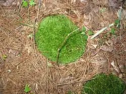 A small clump of moss beneath a conifer (a shady, usually dry place)