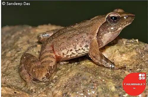 Lateral view