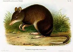 Drawing of brown bandicoot