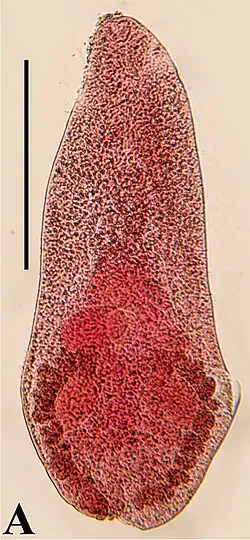 Microphallus nicolli, a species in the Microphallus genus