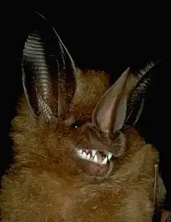 Brown bat