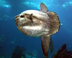 An ocean sunfish