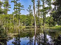 Part of the preserve