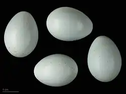 Monticola solitarius solitarius – MHNT