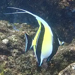 With two dorsal filaments