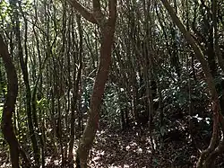 Mossy forest near the summit