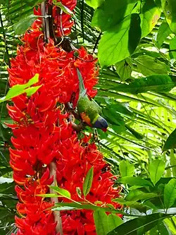 Mucuna bennettii with a Rainbow Lorikeet
