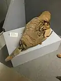 Ibis mummy, Greek-Roman era.