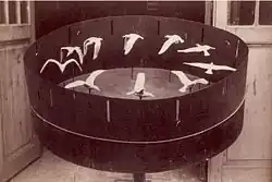 Optical toy with white birds