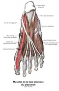 Muscles of the sole of the foot. Second layer.