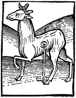 "Musk-cat", woodcut from Hortus Sanitatis, 1490