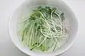 Soaking musun (radish sprouts) in water