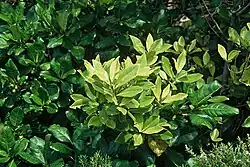 Bright green leaves of medium-sized tree