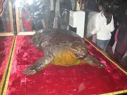 A preserved Hoàn Kiếm turtle on display in the temple