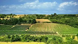 Vineyards in Fruška Gora, near Sremski Karlovci