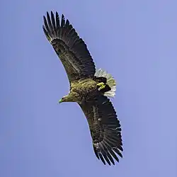 White-tailed eagle, Bogesund, Vaxholm, Stockholm