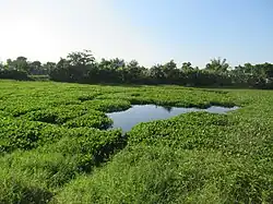 Water lilies at the lake