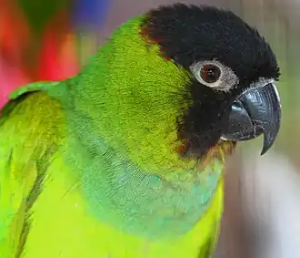 Portrait photo of black-headed parakeet facing right