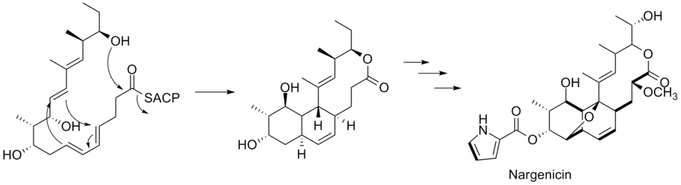 Last steps of the biosynthesis of Nargenicin.