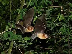 Brown bats