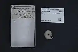 Picture of a scientific paper and mollusk