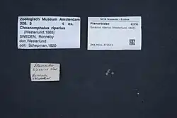 4 small shells with identification sheets on a blue background