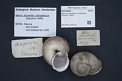 Museum image of Iberus gualtieranus campesinus