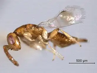 Neocalosoter scolytivora
