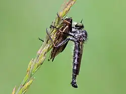 With prey (Ectobius lapponicus)
