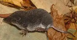 Brown shrew