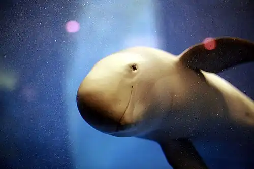 Indo-pacific finless porpoise