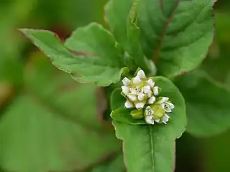 White flowers