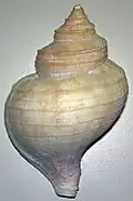 Neptunea pribiloffensis (dorsal)