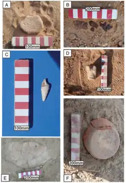 Six images of small finds including a piece of stone tool approximately 6cm wide; fragments of corroded metal; a 4cm piece of ceramic in the partial shape of an animal; the base of a pot approximately 15cm in diameter protruding from a walls; a collection of sherds from a single pot, the visible part of which is approximately 40cm wide; a 3cm long seashell.