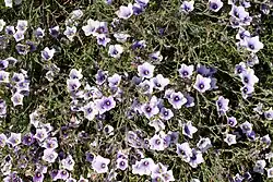 Nierembergia scoparia the broom-leaved cup flower, an attractive ornamental.