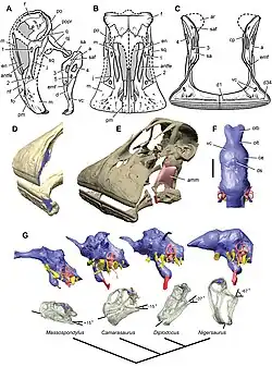 Images of a restored skull, jaw, dental battery, and brain