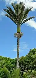 Outstanding nīkau palm