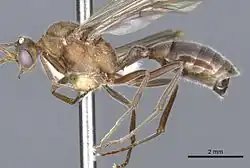 Male dinosaur ant with long, functional wings