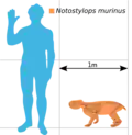 Size comparison of Notostylops murinus with a human.